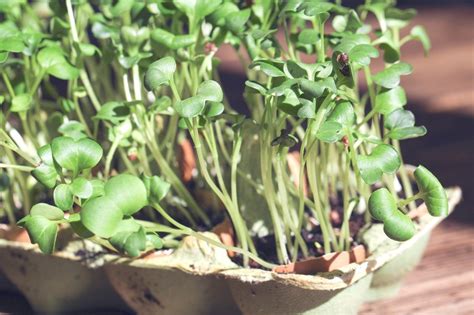 Microgreen Growth Hacks Unveiling The Secret To Managing Seed Hulls