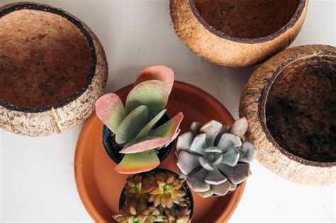 Spruce Up Your Home With Tropical Coconut Pots Diy Macrame Plant