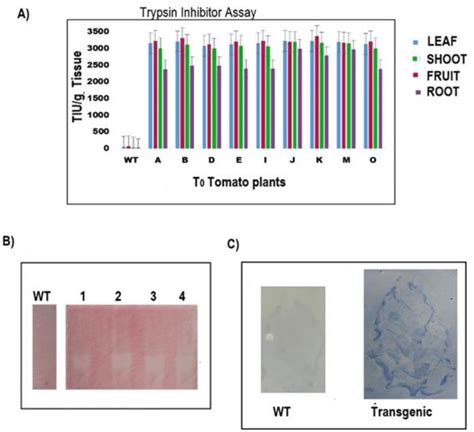 Trypsin Inhibitory Activity Of Transgene Tomato Plants Expressing Chti