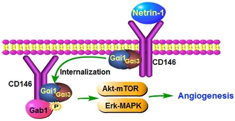 Gαi1 3 Mediate Netrin 1 Cd146 Activated Signaling And Angiogenesis