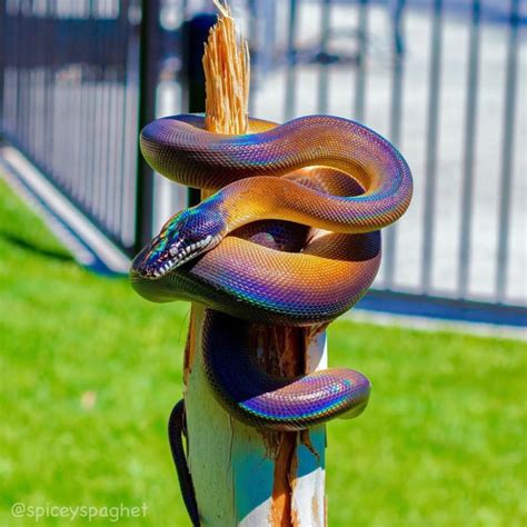 This Iridescent White Lipped Python 9GAG