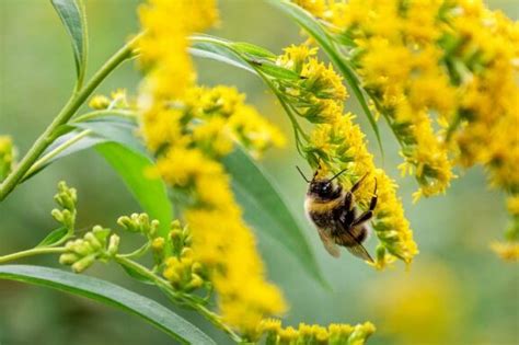 Todo Lo Que Debes Saber Sobre La Abeja Carpintera Caracter Sticas