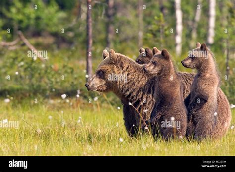 Brown Bear Ursus Arctos Mother With Three Cubs Northeast Finland