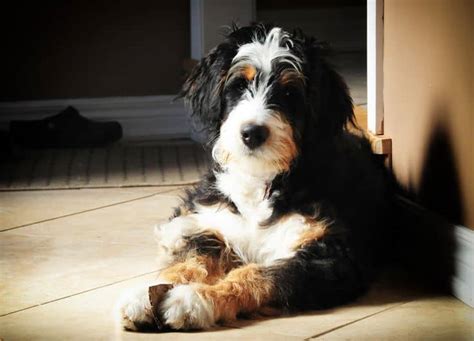 Bernedoodle Bernese Mountain Dog And Poodle Mix