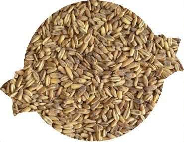 Crisp Naked Malted Oats 55lb Bag Salt City Brew Supply