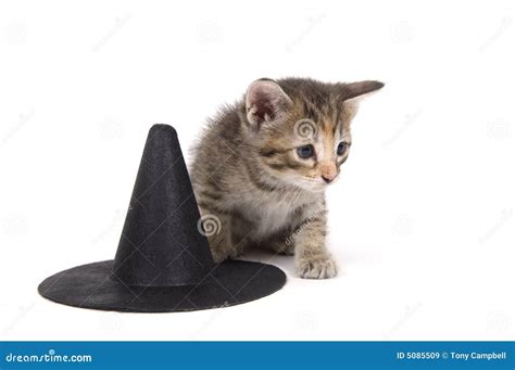 Kitten and witch hat stock image. Image of litter, companion - 5085509