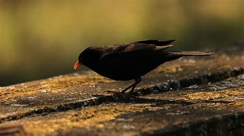 Blackbird Eve Bird Free Photo On Pixabay Pixabay