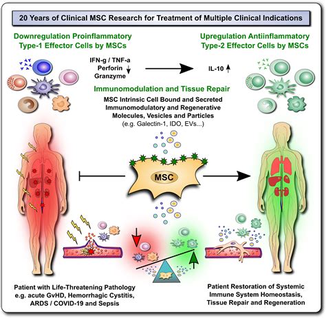 Frontiers Mesenchymal Stromal Cells For Enhancing Hematopoietic