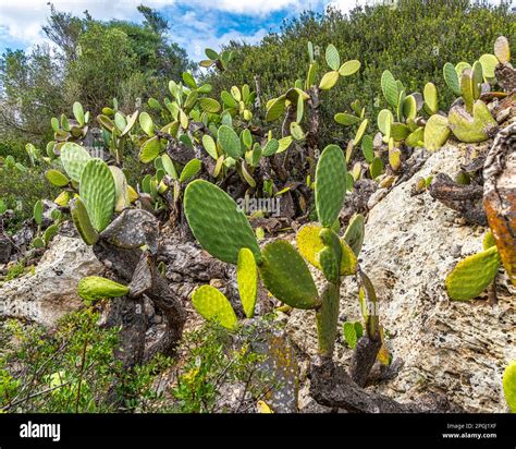 Mediterranean Vegetation With Holm Oaks And Prickly Pears In The