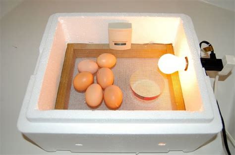 Diy Chicken Egg Incubator