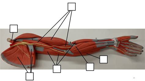 Pectoral Girdle Upper Limb Muscles Diagram Quizlet NBKomputer