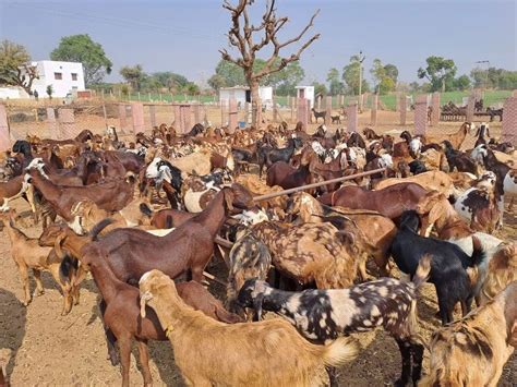 Sojat Male Female Goat Packaging Type Kg At Rs Kg In Nagaur Id