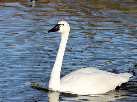 IDENTIFY WHISTLING SWAN - WWT SLIMBRIDGE