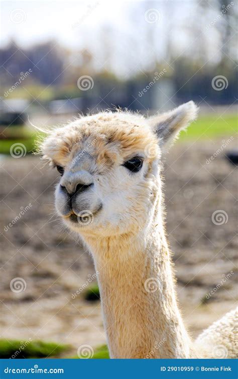 Portret Van Een Alpaca Stock Afbeelding Image Of Alpaca 29010959