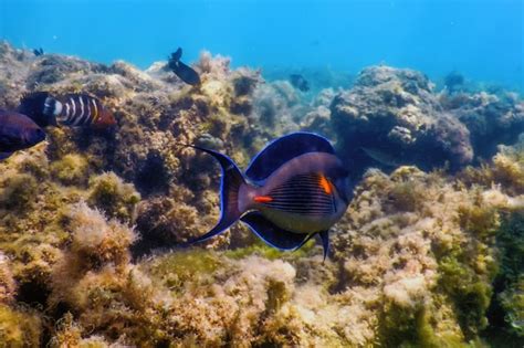 Premium Photo The Sohal Surgeonfish Sohal Tang Acanthurus Sohal