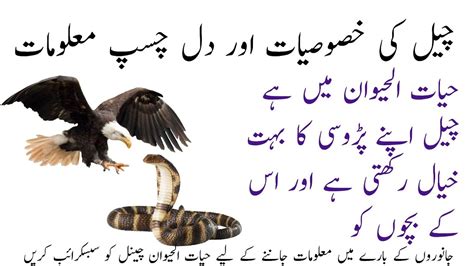 Interesting Facts About Kite Birds Cheel In Urdu Hindi Kite Bird