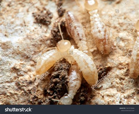 termites insects  eat wood  stock photo edit