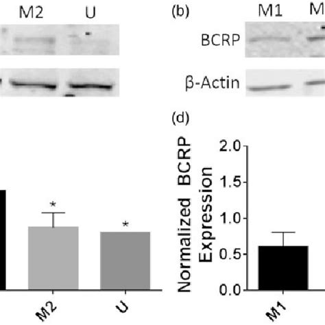 Mrp And Bcrp Mrna And Protein Expression Is Altered Between M And M