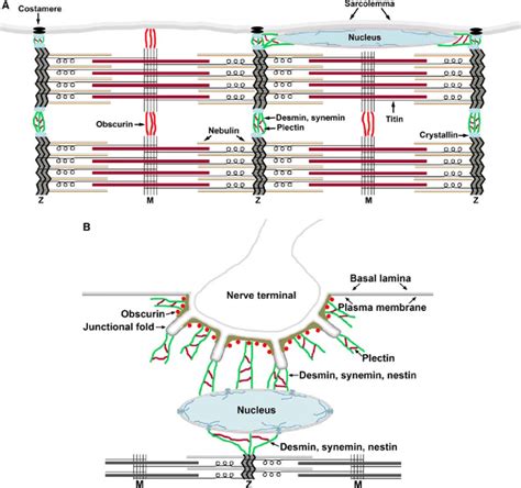 A Schematic Drawing Of The Skeletal Muscle Wbre Cytoskeleton Two Download Scientific Diagram