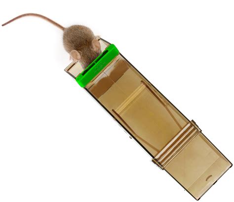 Humanitarna Pu Apka Na Myszy Ywo Apka Na Gryzonie No Pest Mouse Tempter