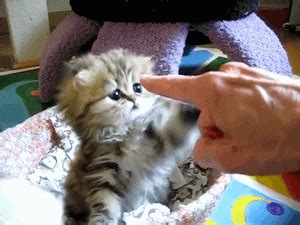 Angry Kitten GIFs - Get the best GIF on GIPHY