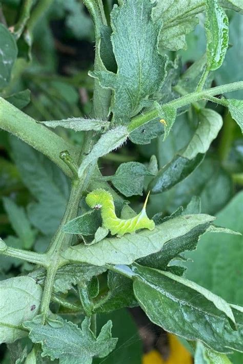 How To Kill Tomato Hornworms Organically Prevention Tips Simplify Live Love