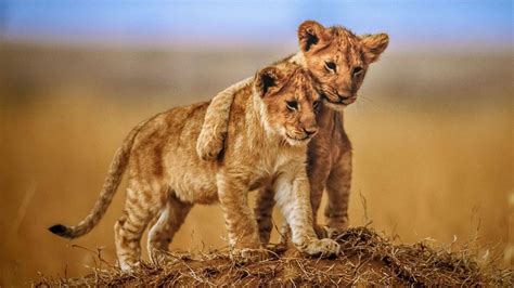 [100+] Lion Cub Wallpapers | Wallpapers.com