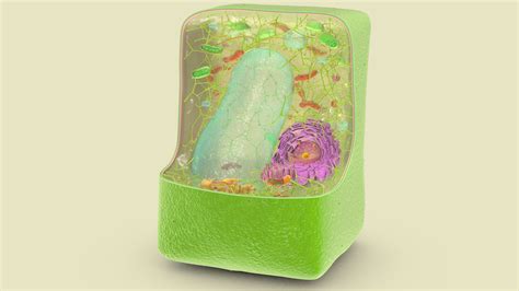 Plant Cell Structure :: Behance