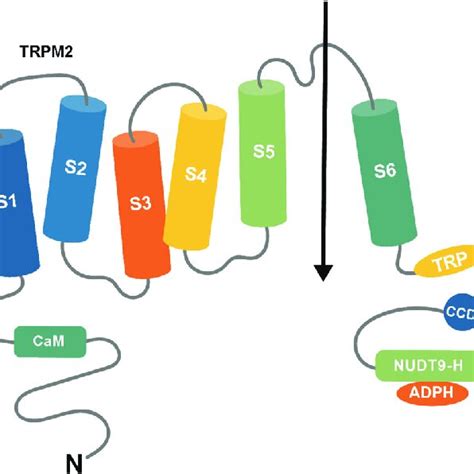 Structure Of Trpm A Non Selective Ca Permeable Cation Channel The