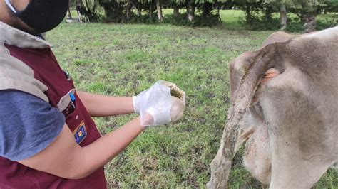 Toma de muestra de heces en vacuno para examen parasitológico