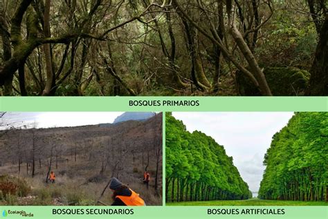 Tipos de bosques Características y fotos