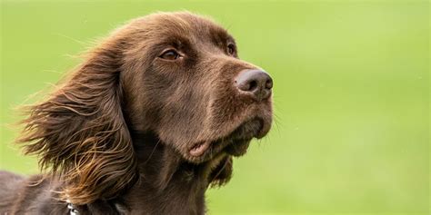 German Longhaired Pointer