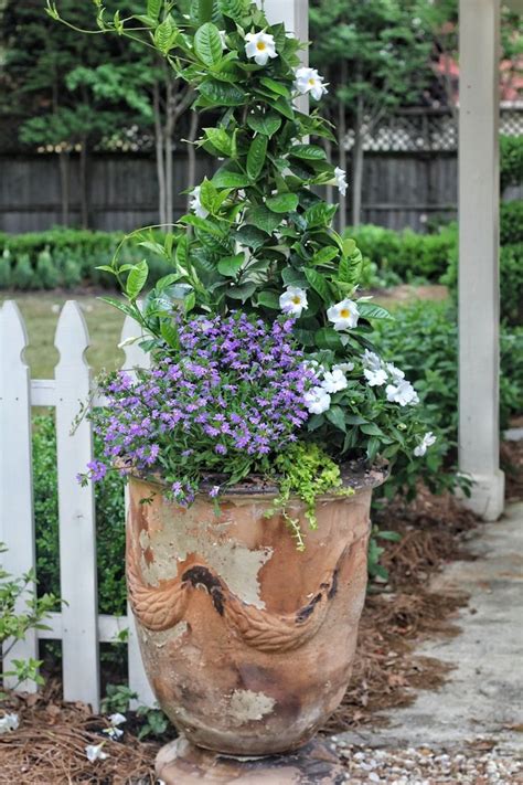 A Potted Plant With Purple And White Flowers