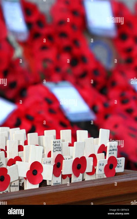 Remembrance day poppies Stock Photo - Alamy