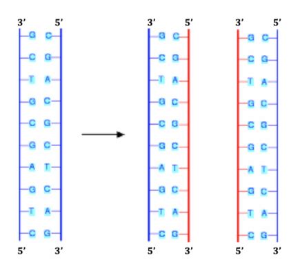 Semiconservative Model - DNA Structure and Replication