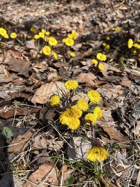 Colt S Foot From Reservoir Rd Cornwall NY US On March 29 2024 At 10