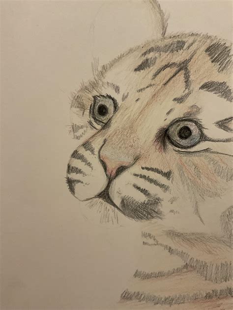 Baby Tiger drawing wip : r/TraditionalArt