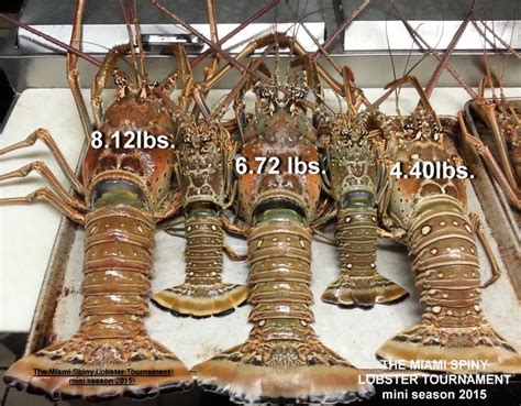 Monster Lobster Tournament