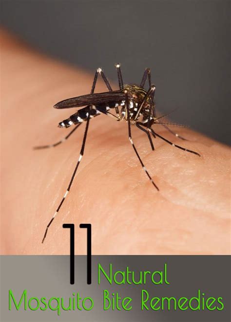 11 Natural Mosquito Bite Remedies