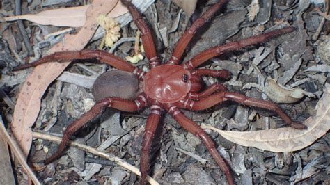 A new species of spider has been discovered in Australia. It is huge ...