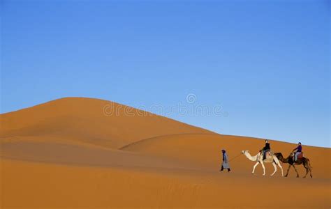 Turisti Principali Dell Uomo Arabo Su Due Cammelli Lungo Le Dune Di