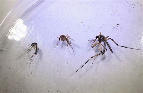 mosquito species size comparison - Entomology Today