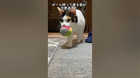 ボールを咥える三毛猫の口元が『ω』 The Mouth Of The Calico Cat Holding The Ball In Its