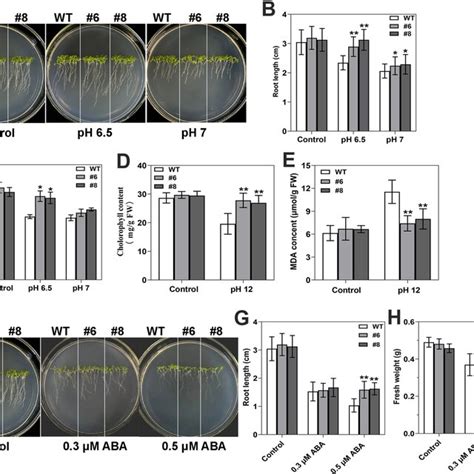 Atpks Mutant Suppressed Plant Ph Tolerance And Enhanced Aba Sensitivity