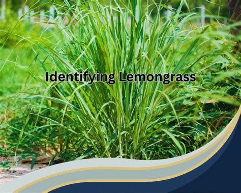 The Benefits Of Growing Lemongrass Indoors Indoor Lemongrass Plant