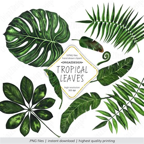 Tropical Leaf Clipart Tropical Leaves Clipart Monstera Palm Etsy