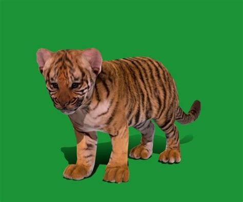 ArtStation - Tiger Cub Mammal | Game Assets