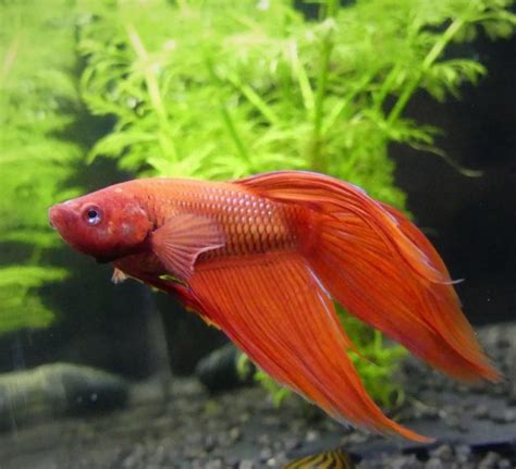 Marine Betta Fish Care Guide Pictures Varieties Lifespan More