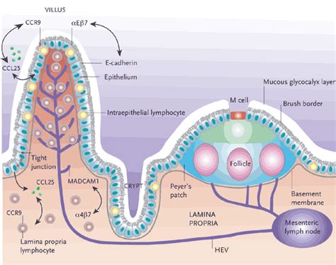 Acute Hiv Infection And Gut Associated Lymphoid Tissue Galt