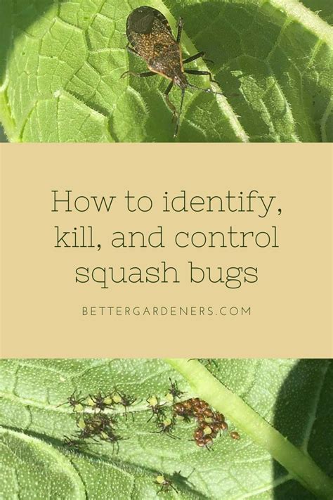 How To Kill Squash Bugs Remove Their Eggs Better Gardener S Guide